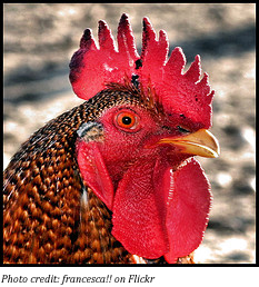 rooster_gallo_francesca
