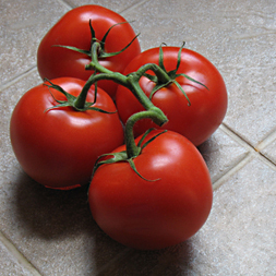 tomatoes