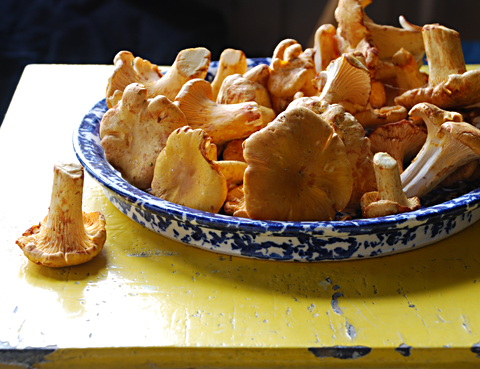 chanterelle-mushrooms chanterelle-mushrooms